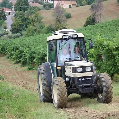 Terre Vineate