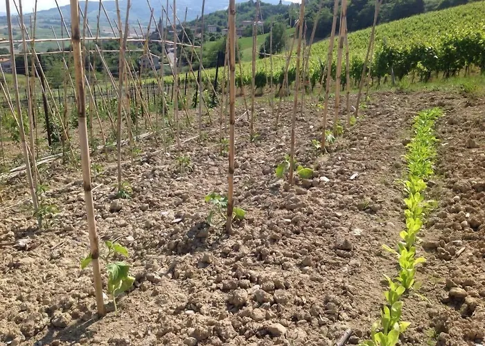 Hotell Terre Vineate *